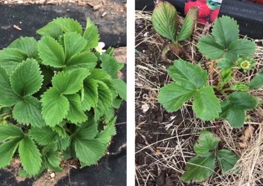 before and after plant