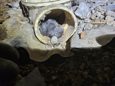 Dead rat in natural drain.jpg