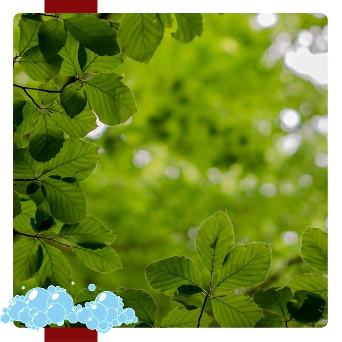 A well-lit shot of green leaves on a tree.