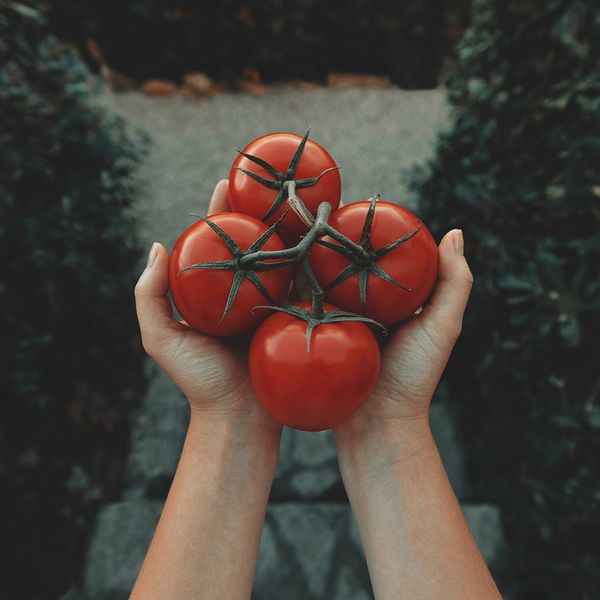 A person holding up freshly picked tomatoes