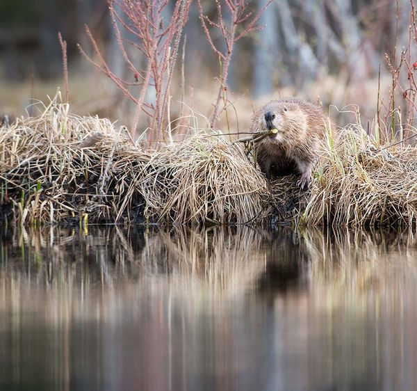 beaver-boardwalk.jpg