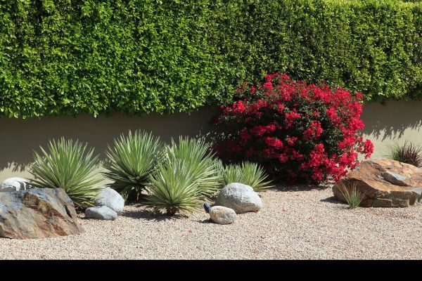 xeriscape plants