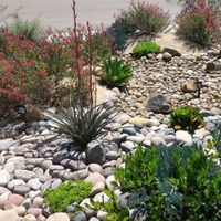 M50230 Xeriscape Hardscape.jpg