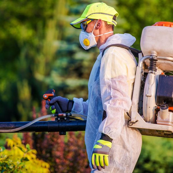professional pest control for your lawn