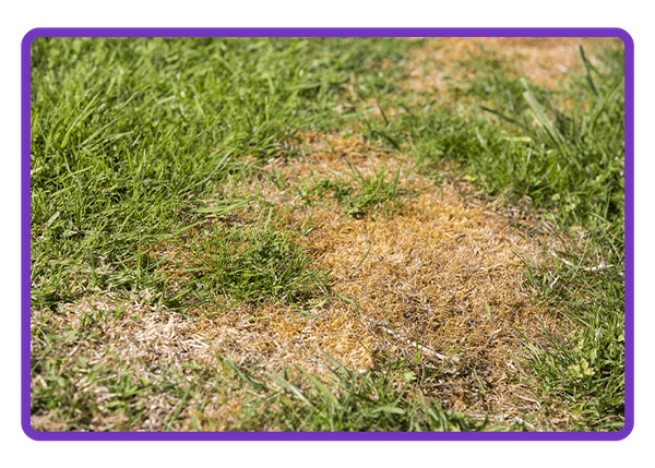 lawn with disease