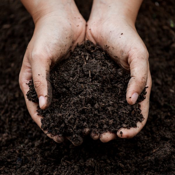 person with a handful of soil