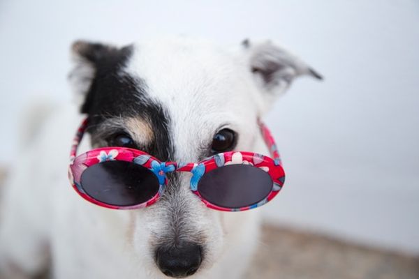 Dog glasses.jpg