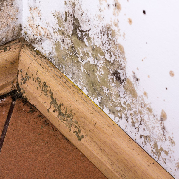 Mold in a home
