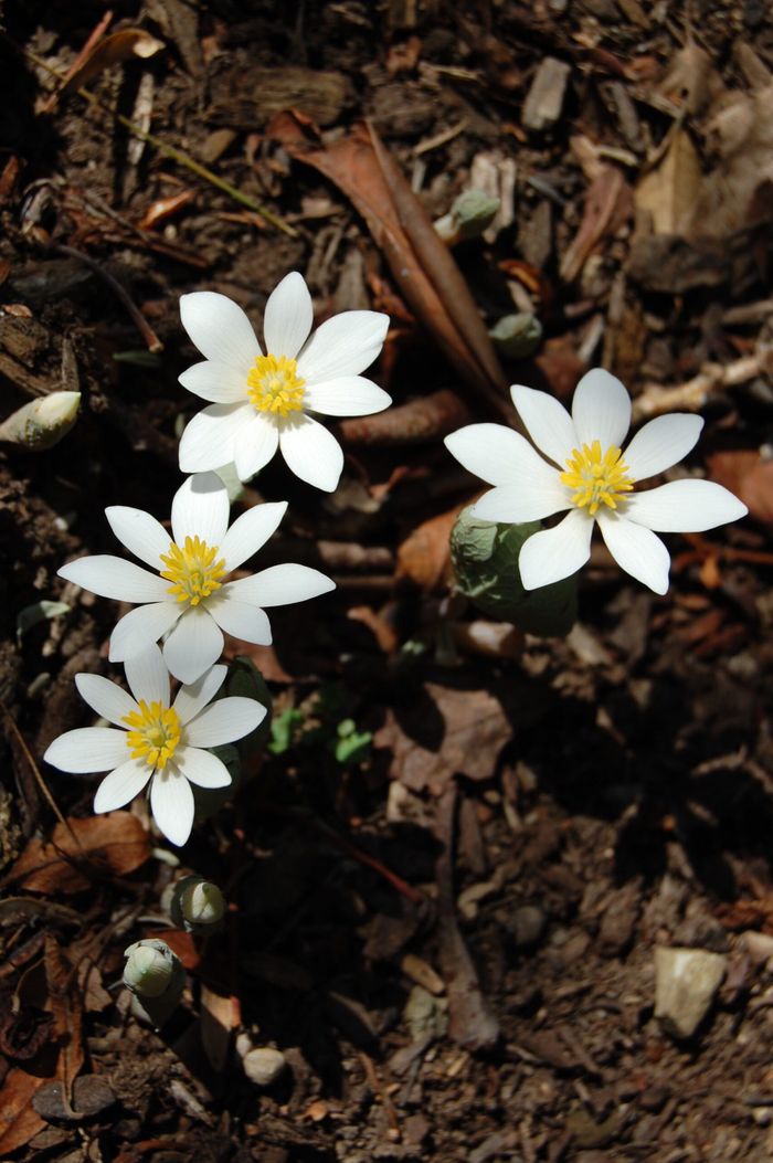 Early-Bloodroot (1).jpg
