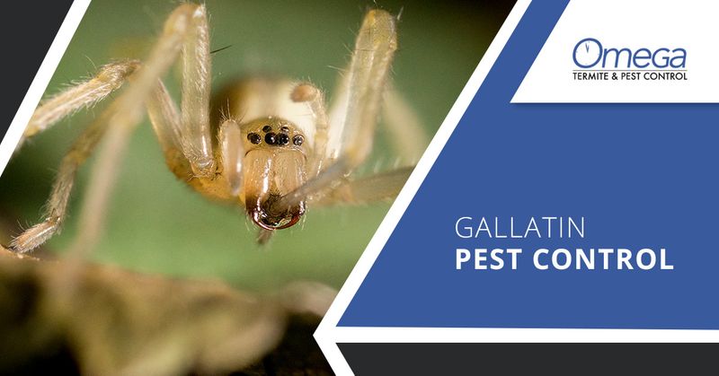 Gallatin Pest Control The Local Exterminator You Can Count On