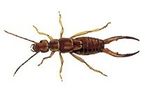 Earwig