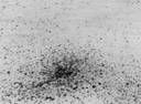 Mildew
