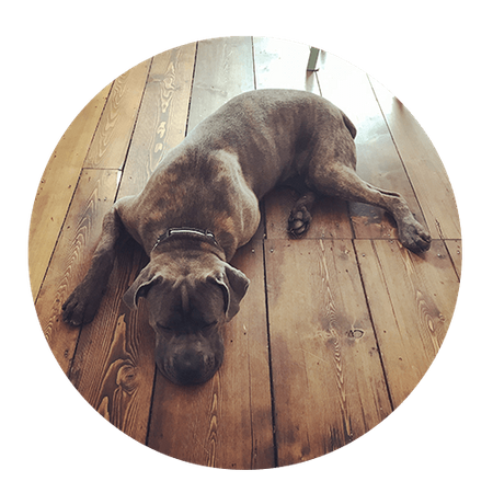 dog on laminate flooring