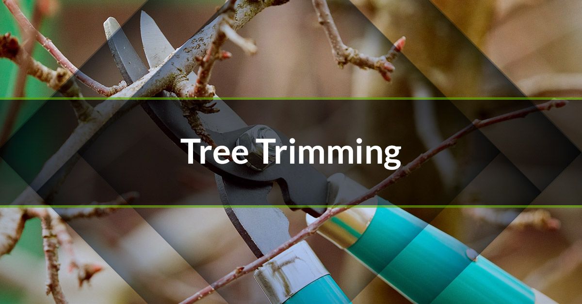 Tree trimming