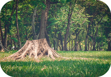 image of tree stump