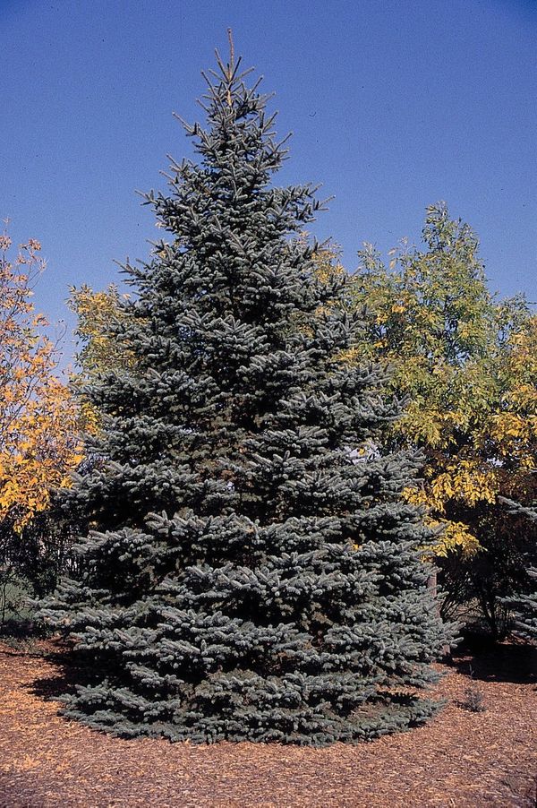 BLUE SPRUCE