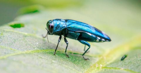 Keeping Your Trees Healthy in Chicago Common Pests and Diseases.jpg