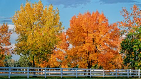 fall trees