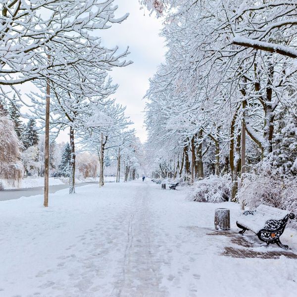 Trees with snow on them in a public space