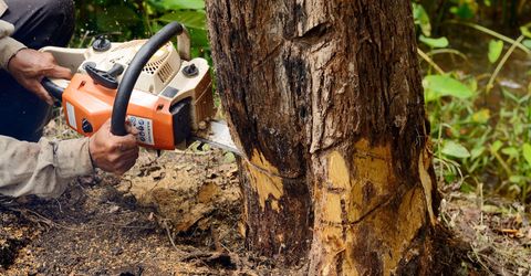 What to Expect From J & S Tree Service Inc. Tree Removal - Hero.jpg