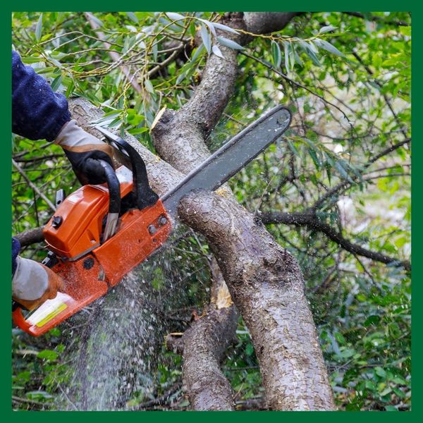 What Is The Best Time Of Year To Trim Your Trees 1.jpg