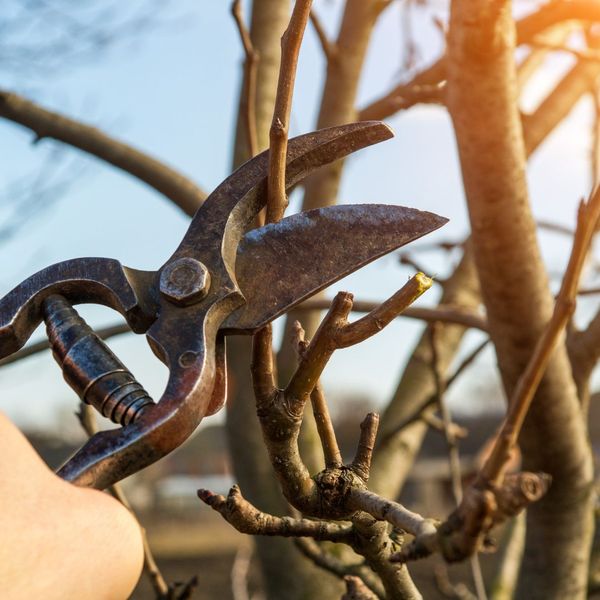 pruning tree