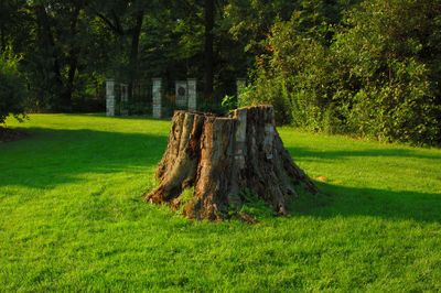 tree stump