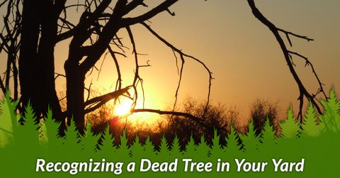 RECOGNIZING A DEAD TREE IN YOUR YARD