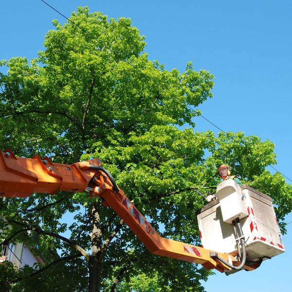 tree trimming service