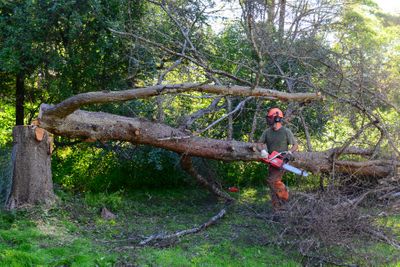 TREE REMOVAL