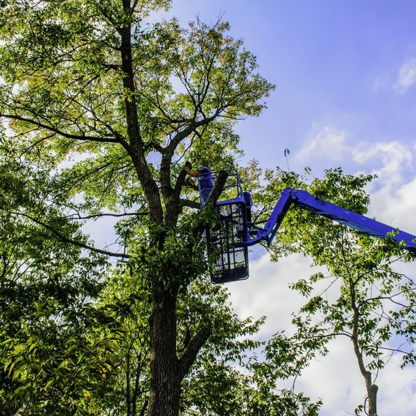 What to Expect From J & S Tree Service Inc. Tree Removal2.jpg