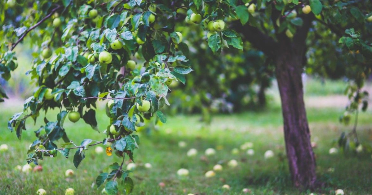 APPLE TREES