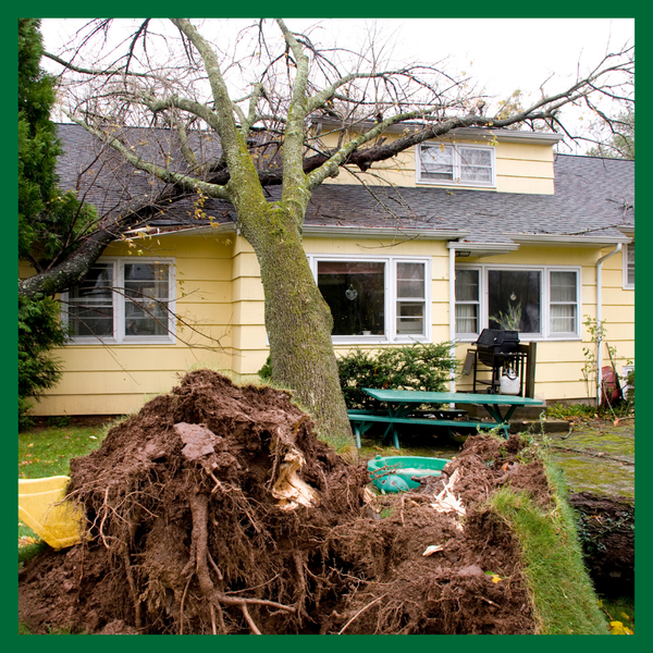 What to Do If Your Trees Are Damaged By a Storm - Image 1.png