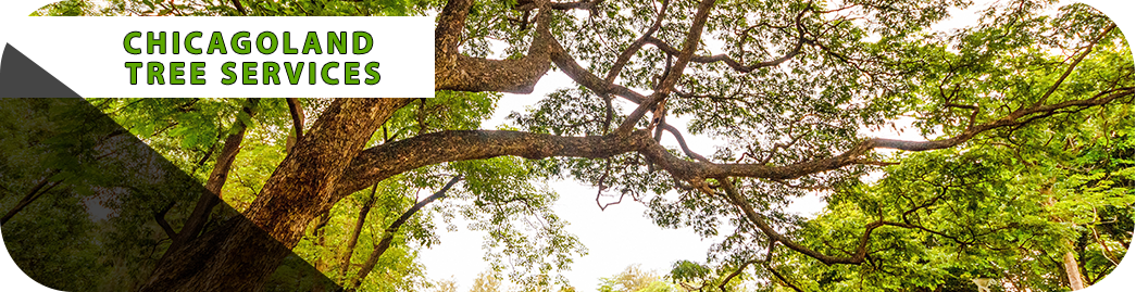 CHICAGOLAND TREE SERVICES