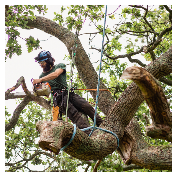 What to Do If Your Trees Are Damaged By a Storm - Image 2.png