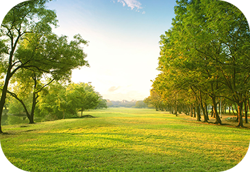 image of trees in a field