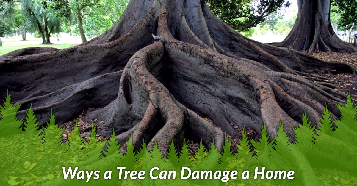 Ways a Tree Can Damage a Home