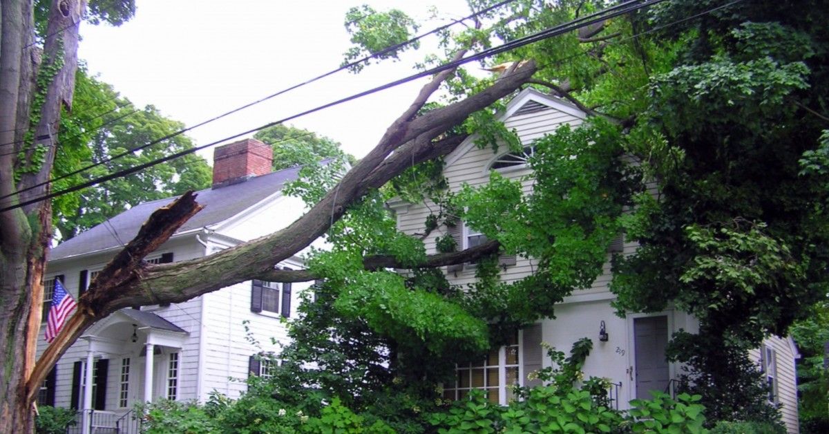 What to Do When a Tree Falls On Your Home