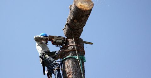 Arborist removing a tree log