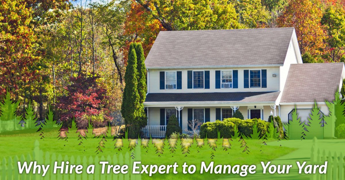 WHY HIRE A TREE EXPERT TO MANAGE YOUR YARD
