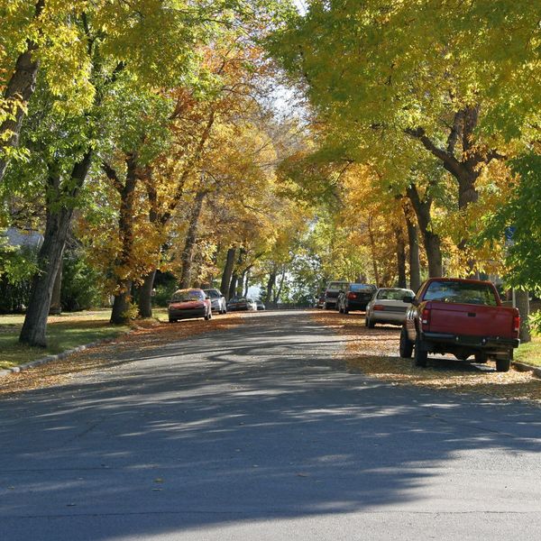 trees in fall