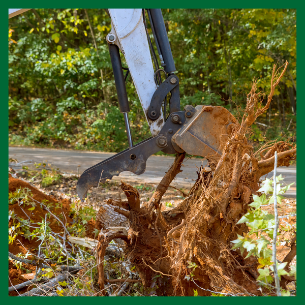 What to Do If Your Trees Are Damaged By a Storm - Image 3.png