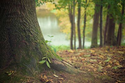 TREES FORREST