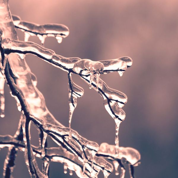 frozen tree branch