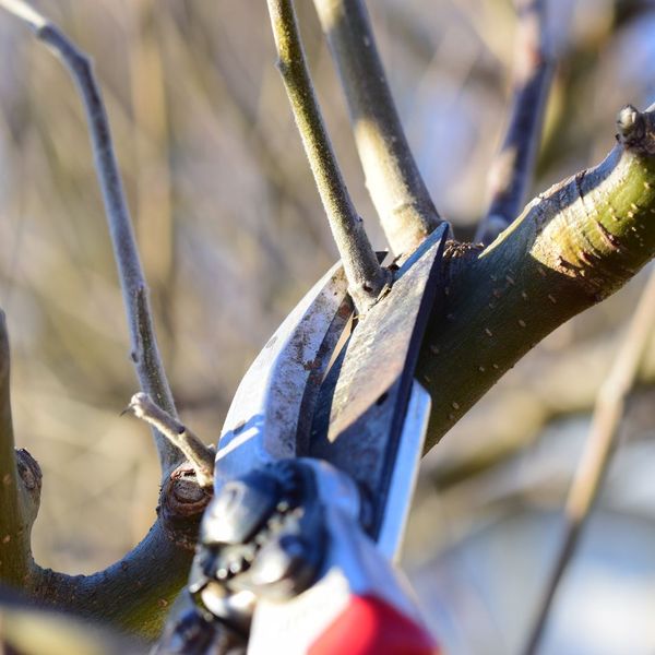 tree pruning