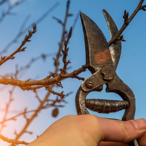 pruning trees