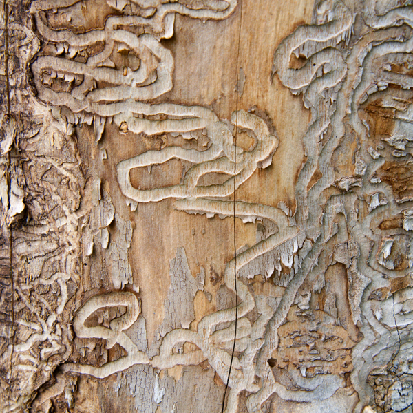 wood with termites