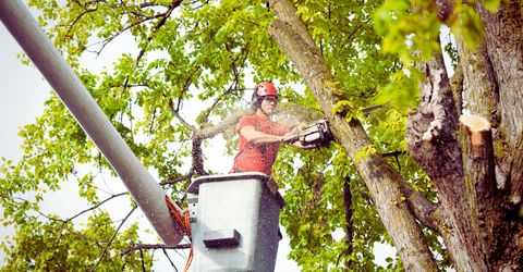 What Is The Best Time Of Year To Trim Your Trees.jpg