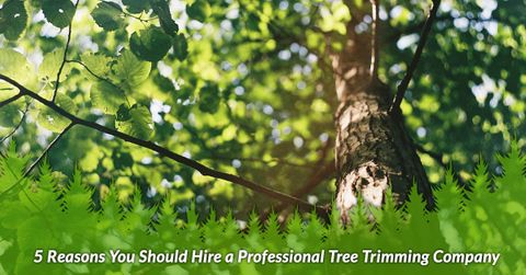 5 REASONS YOU SHOULD HIRE A PROFESSIONAL TREE TRIMMING COMPANY