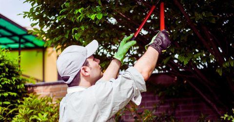 What Is The Difference Between Tree Trimming & Pruning.jpg